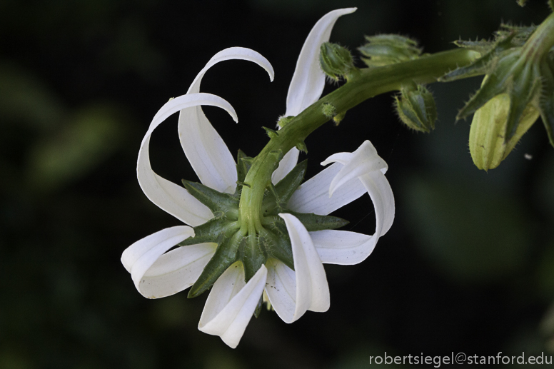 michauxia bellflower